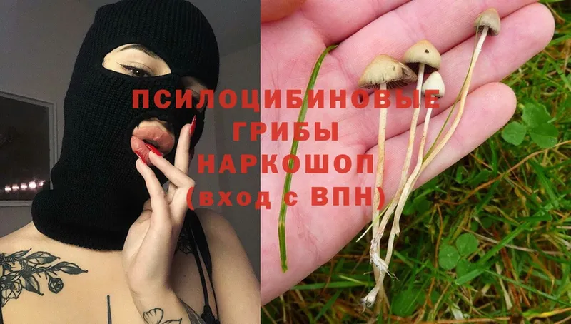 mega как войти  Новая Ладога  Галлюциногенные грибы Psilocybine cubensis 